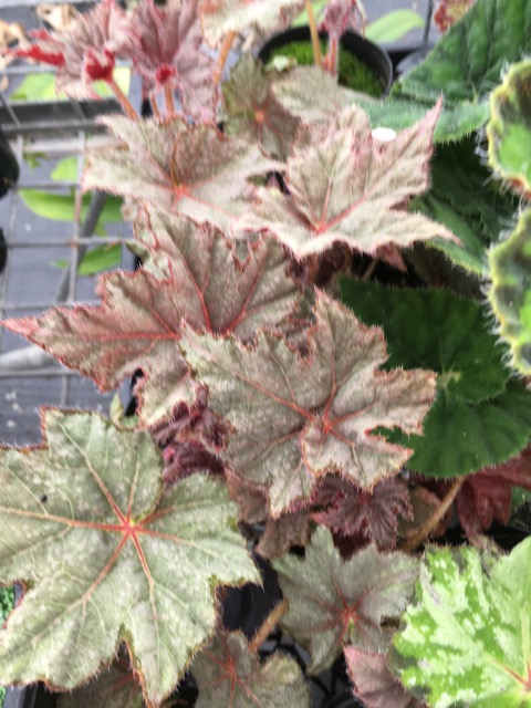 B. ‘Conquistador’